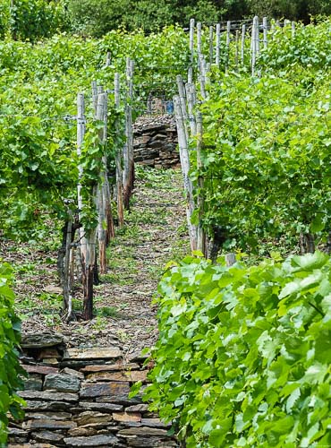 Pfad zwischen Reben im steilen Weinberg