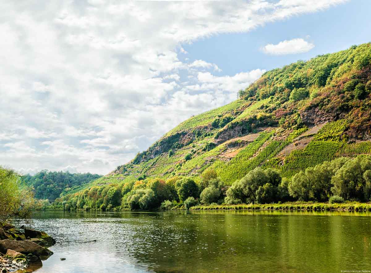 Vorne links sind einige Steine am Ufer des Flusses. In der Mitte des Bildes unten fließt die Mosel. Am rechten Ufer erhebt sich der steile Weinberg Thörnischer Ritsch. Am Himmel sind Wolken.