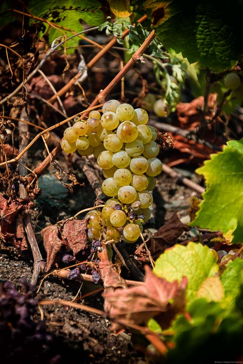 Goldene Trauben des Weinbergs Thörnischer Ritsch in der Mitte; Boden und Blätter um Traube herum