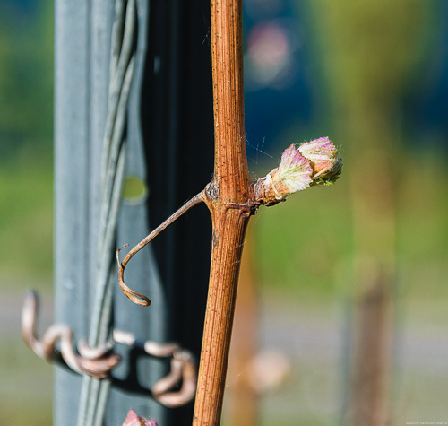 Am dritten Tag gingen die Knospen auf.