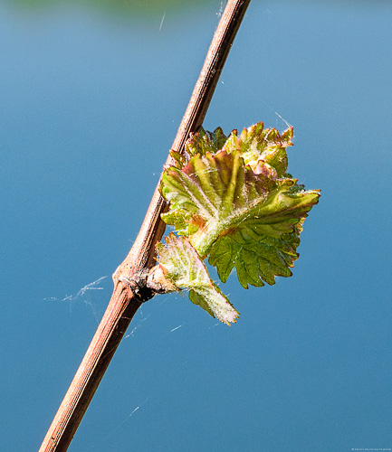 Am vierten Tag hatten sich die Knospen schon zu Blättern weiterentwickelt.