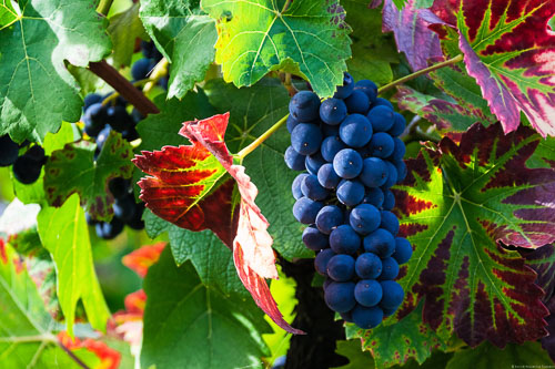 Im Ahrtal werden vor allem Pinot Noir Reben für Rotwein angebaut