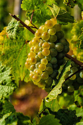 Zwischen den Blättern und dem Holz der Reben sind Riesling-Trauben.
