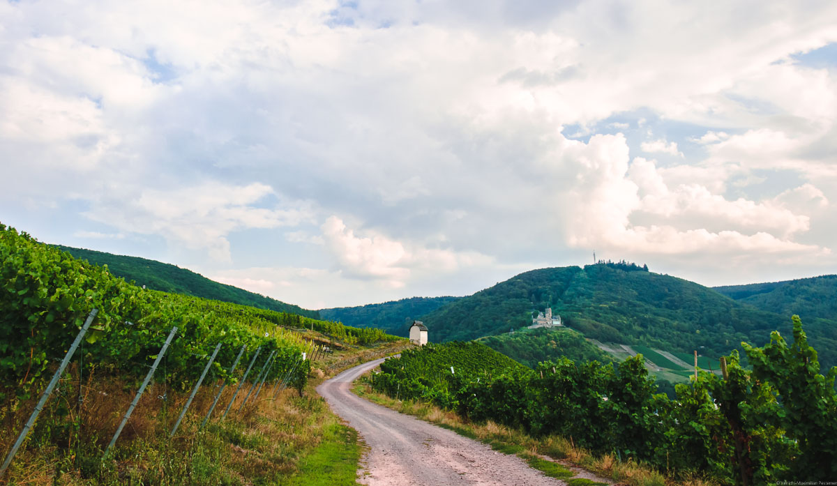 Weg führt im Weinberg zu einer Hütte mit Burg und Wäldern im Hintergrund