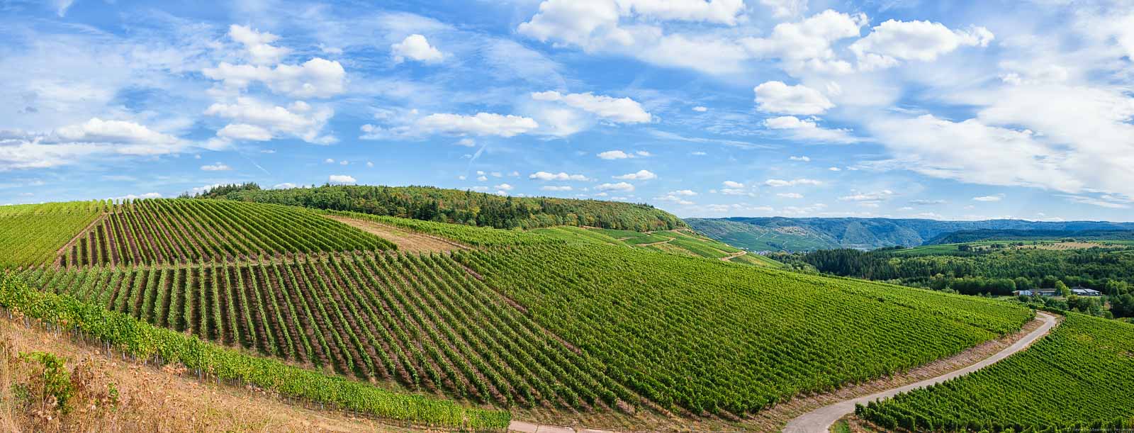 Vorne befinden sich die steilen Hänge des Weinbergs Bekonder Braunebergs. Rechts im Hintergrund blickt man auf das Moseltal. Der Himmel ist blau und man erkennt einige weiße Wolken.