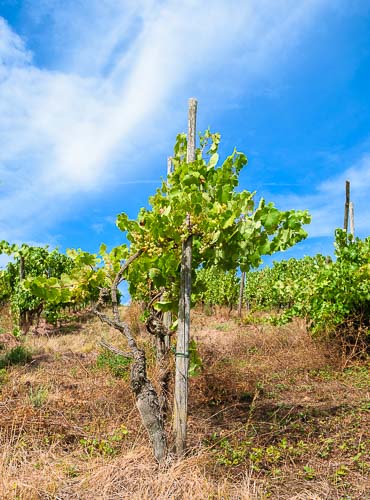 Rebstock auf Weinberg