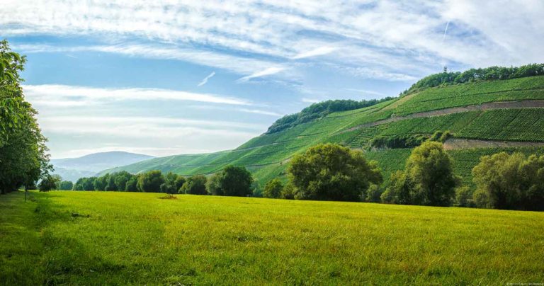Vorne ist eine Wiese. Dahinter ist der steile Weinberg. Oben sind Wolken am Himmel.