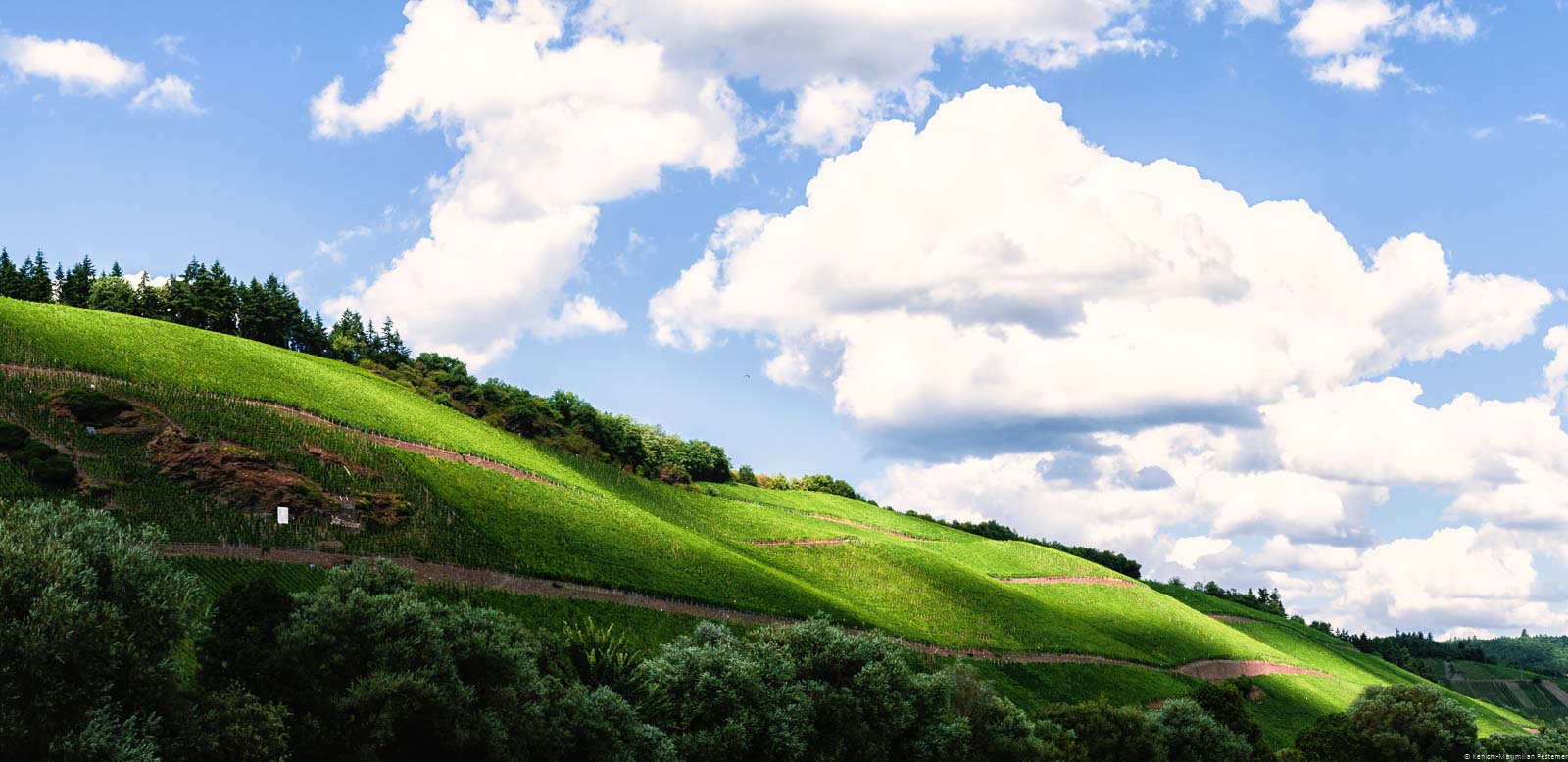 Unten befinden sich Bäume. Dahinter schlängelt sich der Weinberg Brauneberger Juffer Sonnenuhr in der Mitte des Bildes. Der blaue Himmel ist bewölkt.