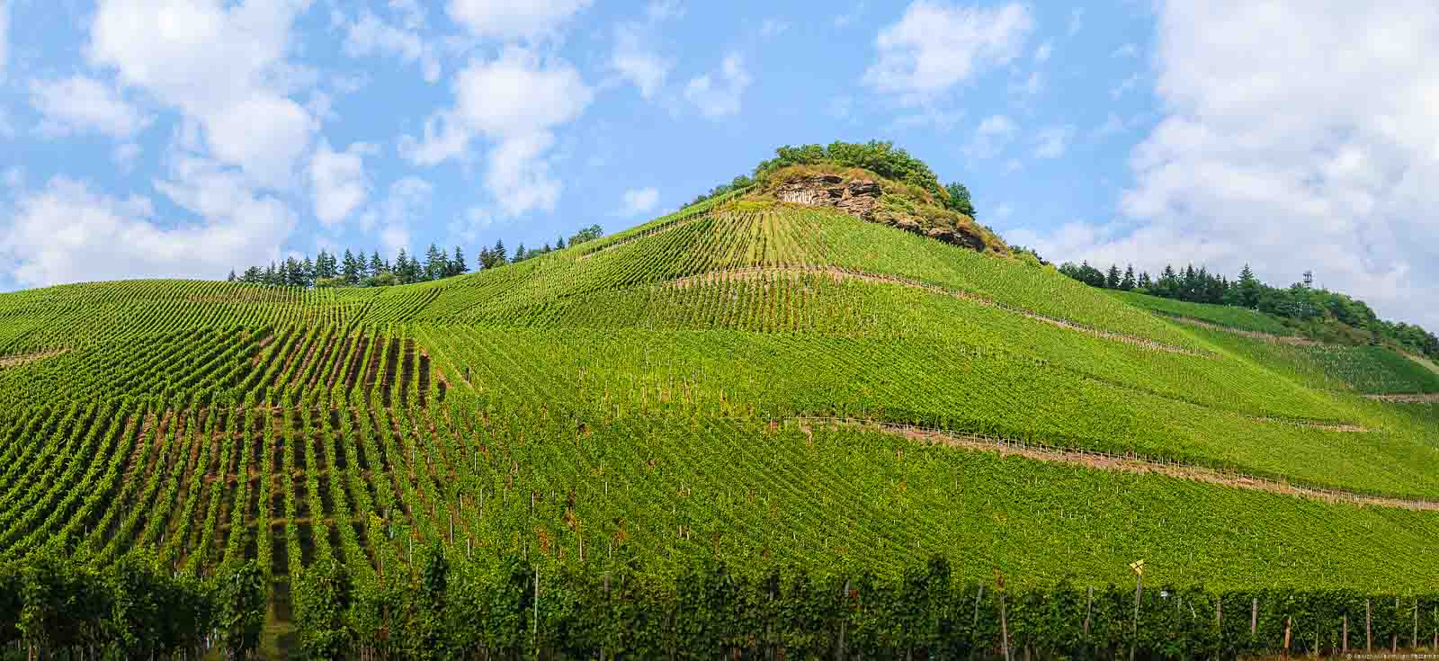 Der Weinberg ist steil. Oben befindet sich die Lage "Kammer".