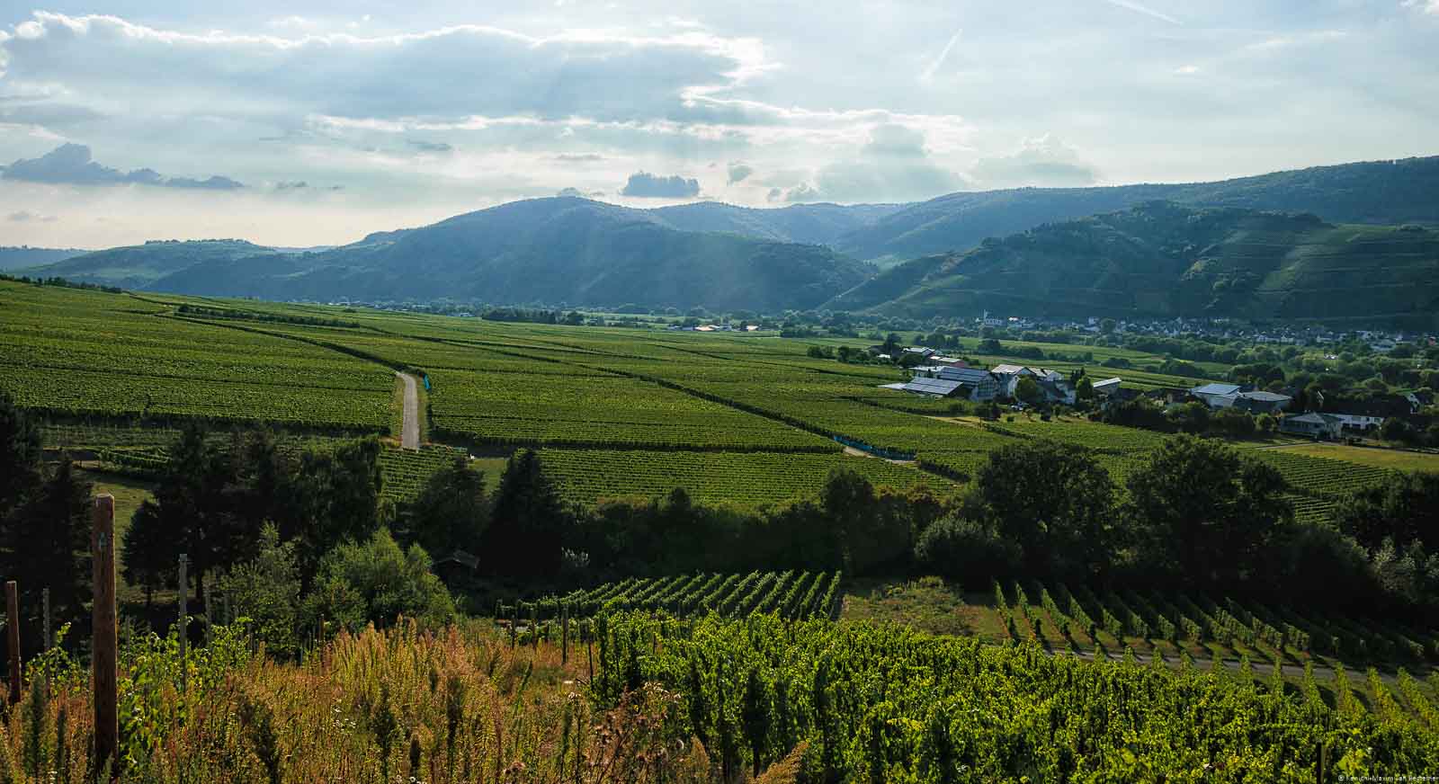 Weinberg Brauneberger Klostergarten und Dörfer an Mosel