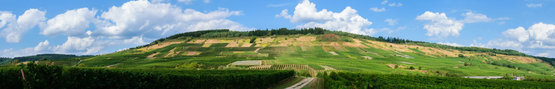 Vorne ist der flache Bereich des Weinberges Mehringer Goldkupp. Dahinter erkennt man den steilen Weinberg. Der Himmel über dem Weinberg ist blau und bewölkt.