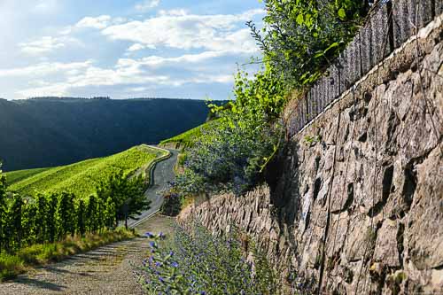 Der Weg führt in den Weinberg