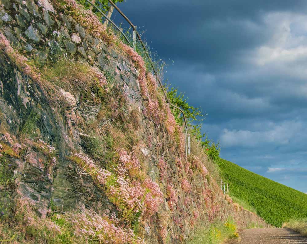 Weg und Mauer im Weinberg Dhroner Hofberg mit Regenwolken im Hintergrund beim Ort Neumagen-Dhron