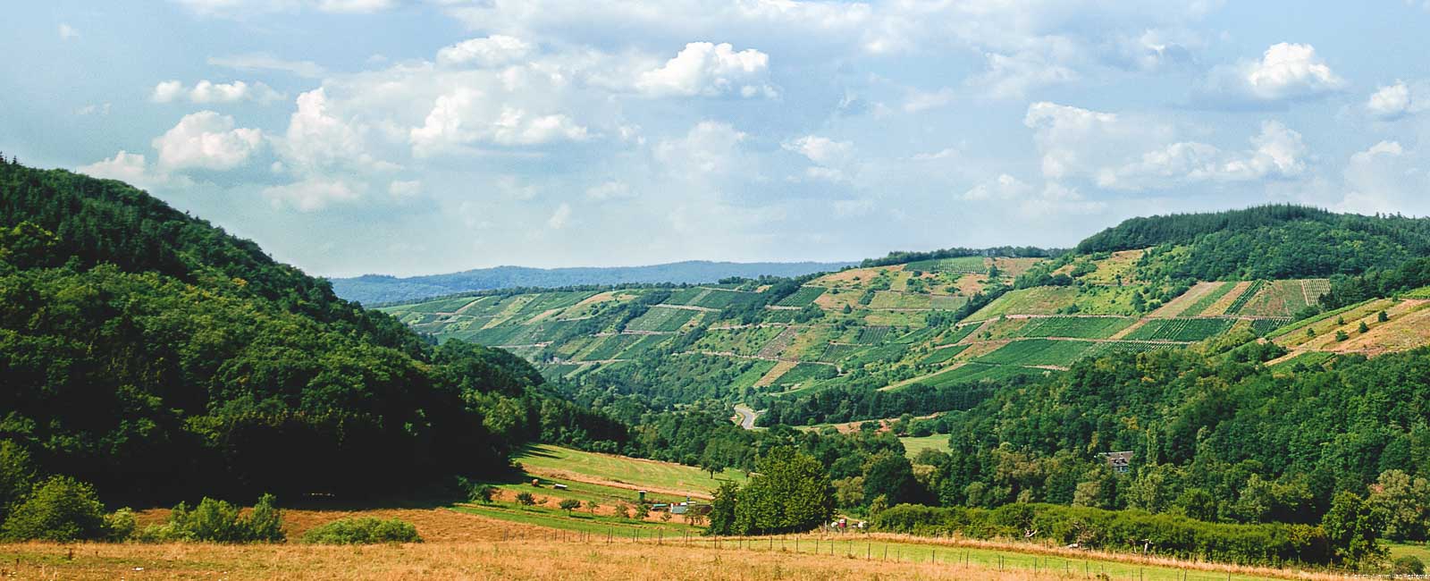 Vorne sind Wiesen im Sommer. Links ist ein bewaldeter Hügel. Vorne ist ein Tal in der Mitte. Auf der rechten Seite vorne ergebt sich der steile Weinberg Dhroner Roterd. Am Himmel sind blaue und weiße Wolken.