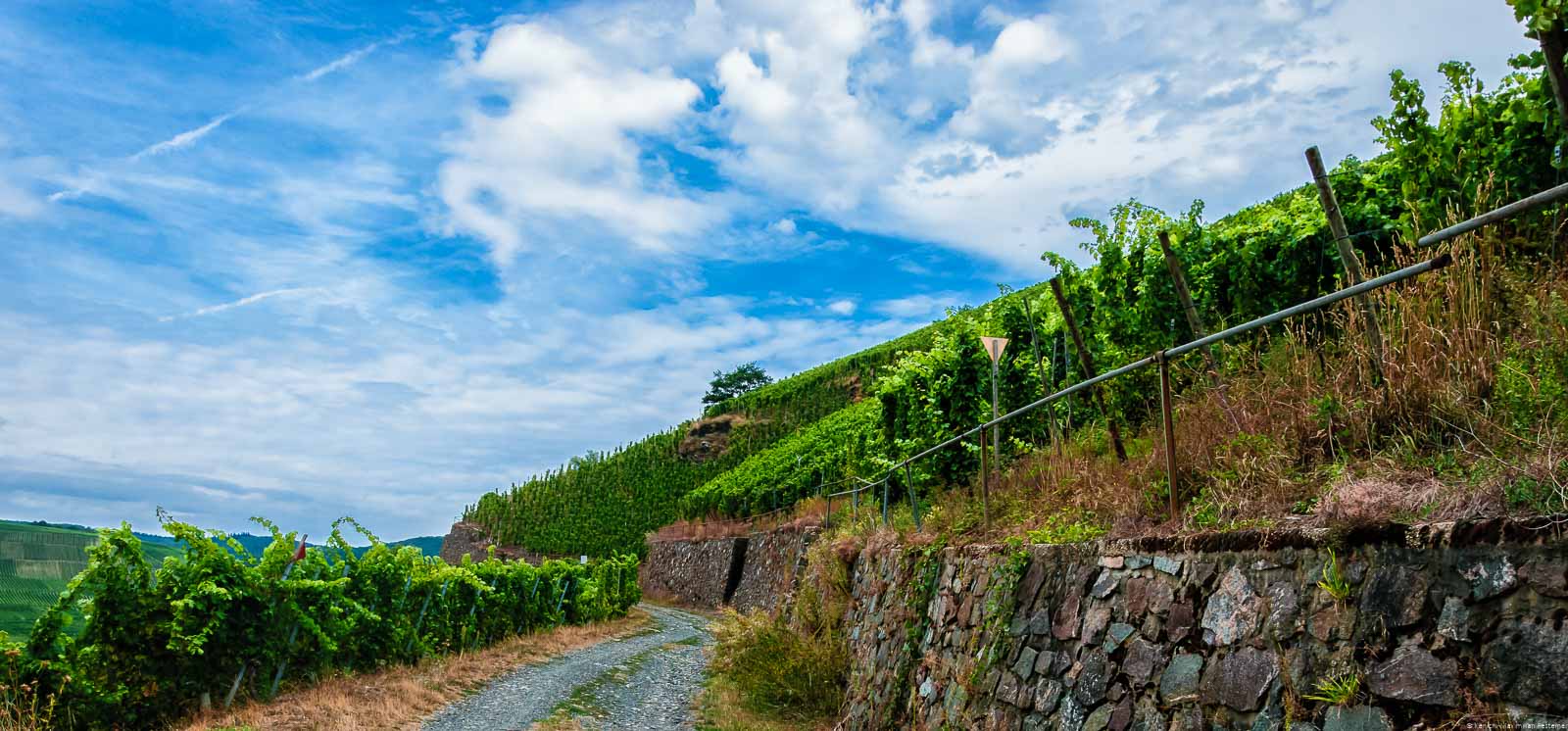 Ein Weg führt durch den steilen Weinberg