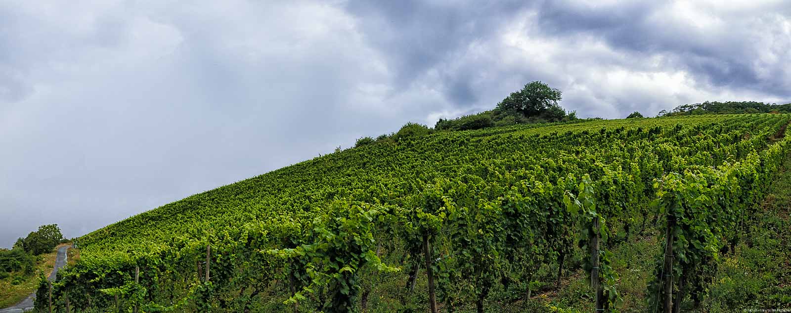 Weinberg, Regenwolken