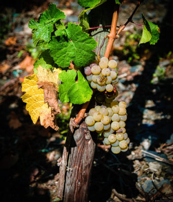 Trauben mit Wespe an Rebstock im Weinberg