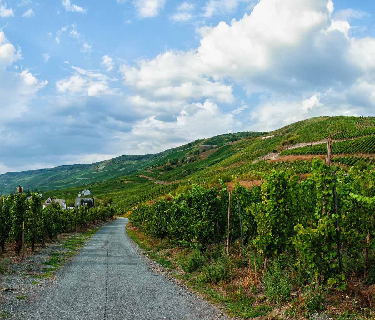Von der linken Bildhälfte führt ein steiniger Weg in den Weinberg Graacher Himmelreich. Vorne ist der Weinberg Flach. Weiter hinten erhebt sich der Weinberg hervor und wird steil. Links hinten erkennt man ein Haus und Hügel. Oben am blauen Himmel sind viele Wolken.