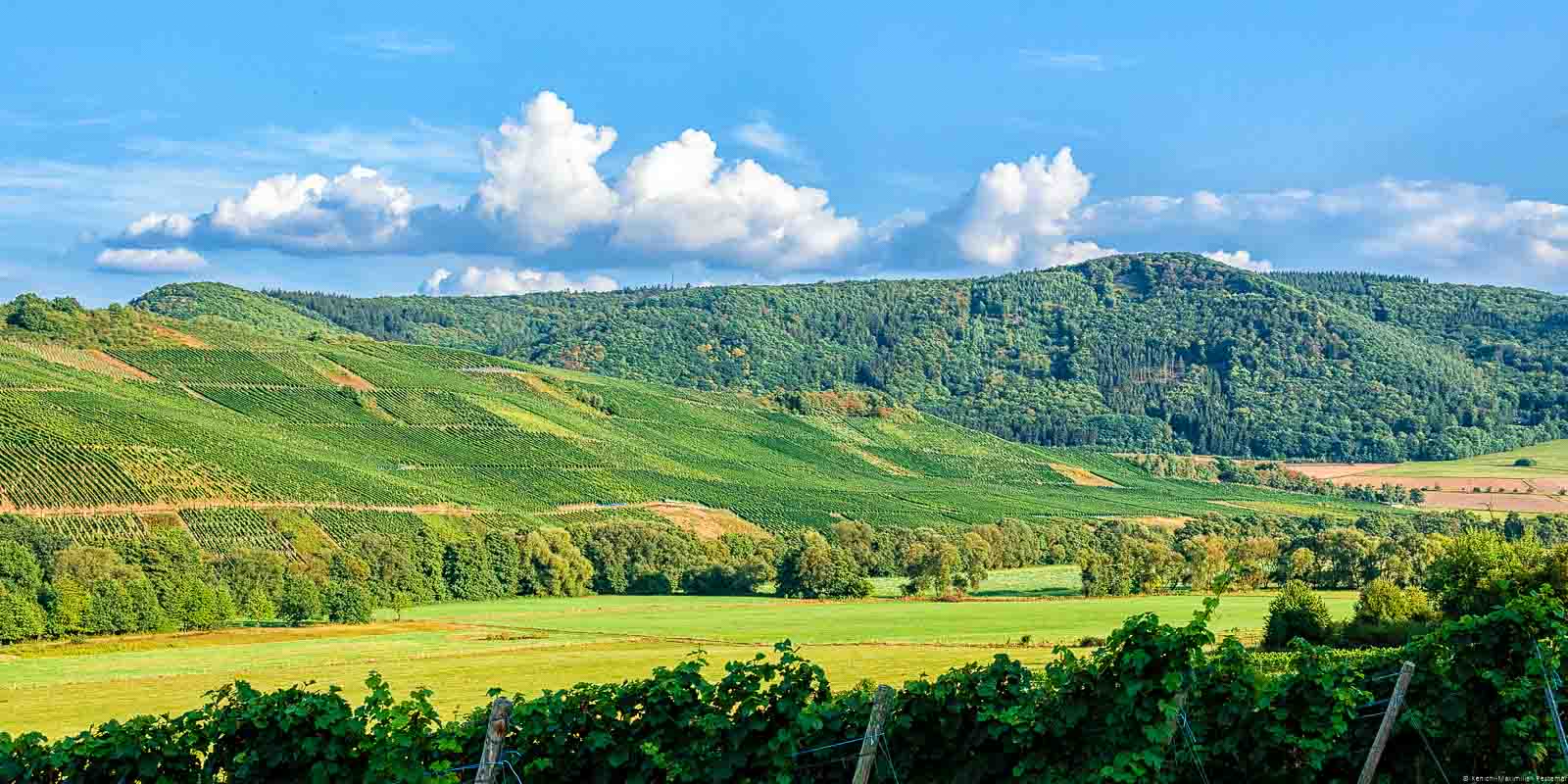 Der Burgener Hasenläufer ist der Weinberg in der Mitte des Bildes. Am blauen Himmel bewegen sich Wolken. Im Hintergrund sind Hügel mit Wäldern.