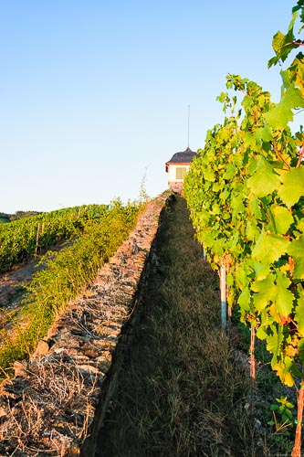 Neben der Rebzeile berfindet sich eine Mauer. Oben ist der Himmel. Es ist der Weinberg Mühlheimer Helenkloster.