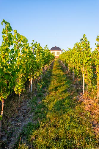 Diese Rebzeile im Weinberg Mühlheimer Helenkloster führt zu einem Haus