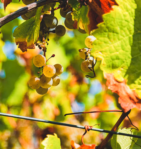Goldene Trauben; gelbe, grüne aus denen Saar Riesling hergestellt werden kann hängen an Rebstock. Man erkennt rote und orange Blätter.