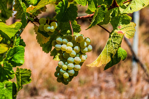 Riesling-Trauben im Weinberg Klüsserather Bruderschaft