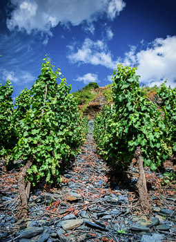 Riesling-Rebstöcke auf steilem Weinberg Leiwener Laurentiuslay mit blauem Himmel und Wolken oben