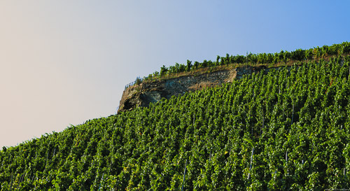 Steiler Weinberg Lieserer Schlossberg mit kleinem Felsen am oberen Ende.. Darüber befindet sich blauer Himmel.