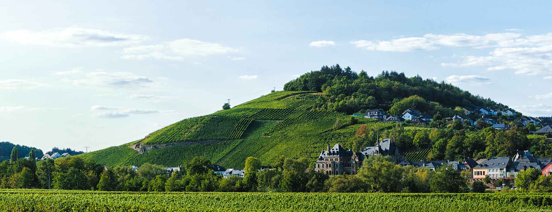 Vorne ist ein flacher Weinberg. Dahinter sind Bäume, der Ort und das Schloss Lieser. Dahinter steigt der steile Weinberg Lieserer Rosenlay empor. Am oberen Endes des Weinberges ist etwas Wald. Am Himmel oben sind einige Wolken.