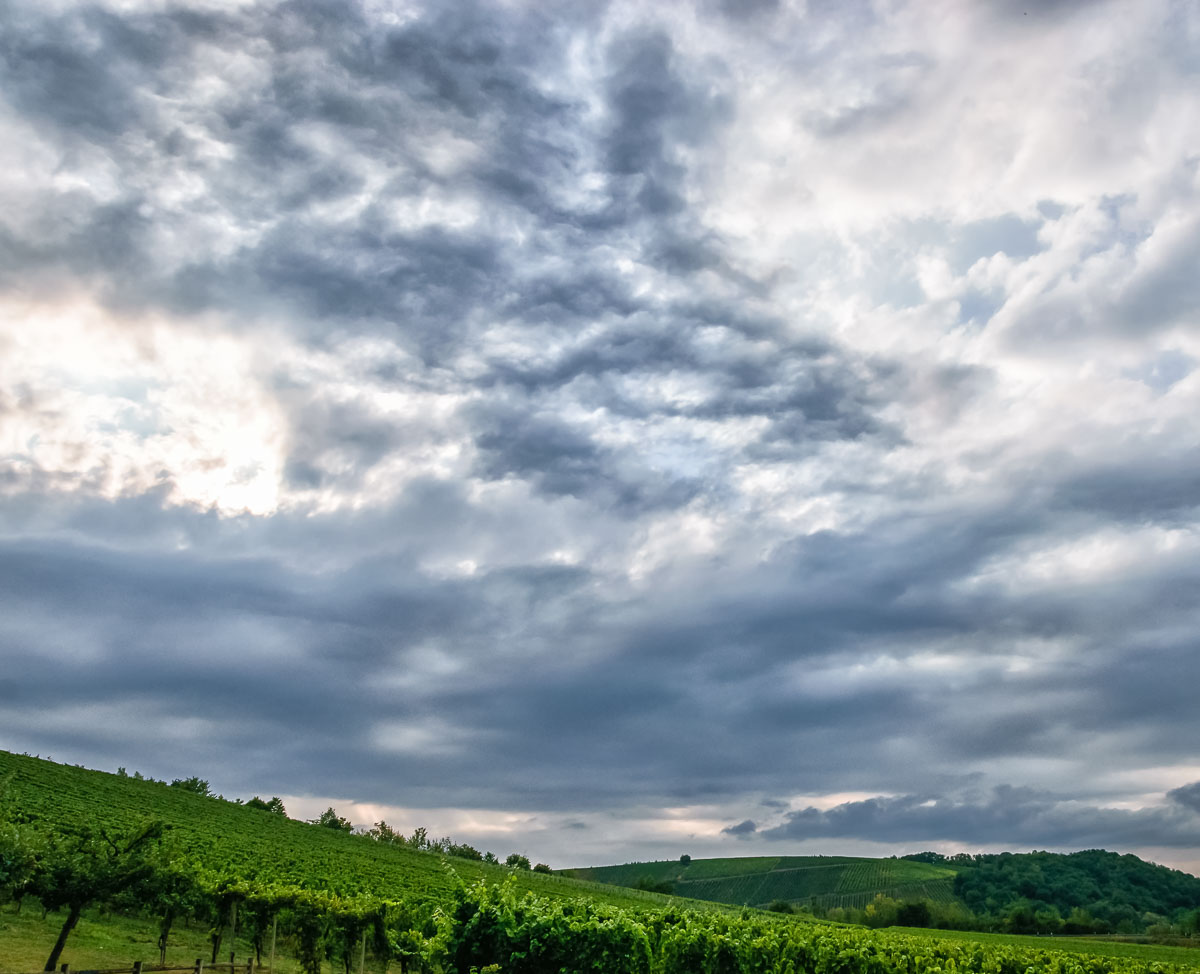 Der Weinberg ist von Regenwolken überdeckt