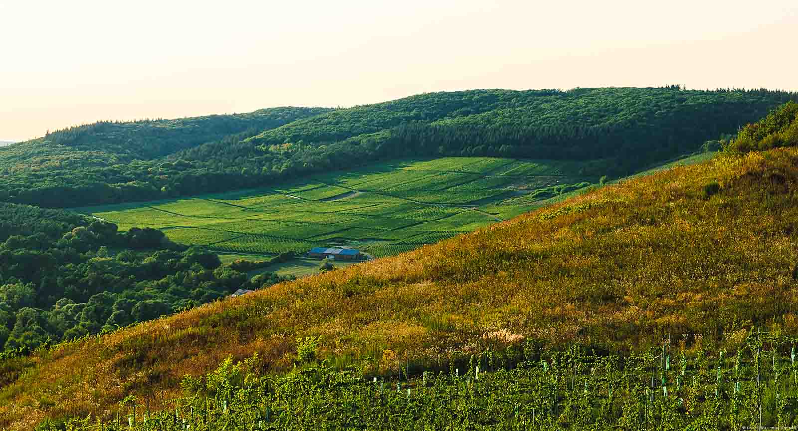 Vorne befindet sich der Weinberg Maringer Sonnenuhr und eine Wiese. Dahinter liegt der Weinberg Maring-Noviander Klosterberg von Wald umgeben bei grauem Himmel.