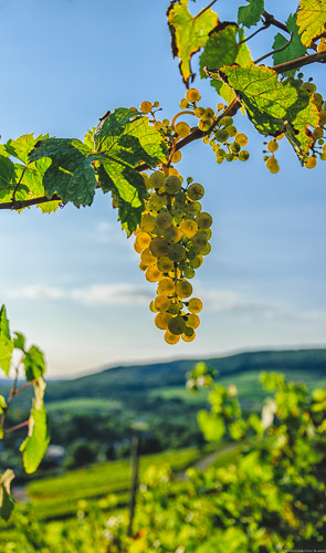 Riesling-Traube auf Weinberg und blauer Himmel