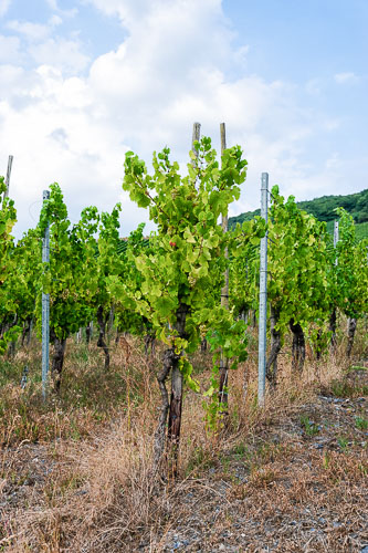 Reben im Weinberg Matheisbildchen bei Wolken am blauen Himmel