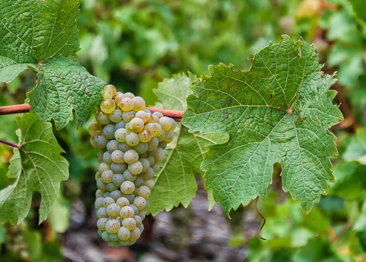 Trauben und Blätter im Weinberg