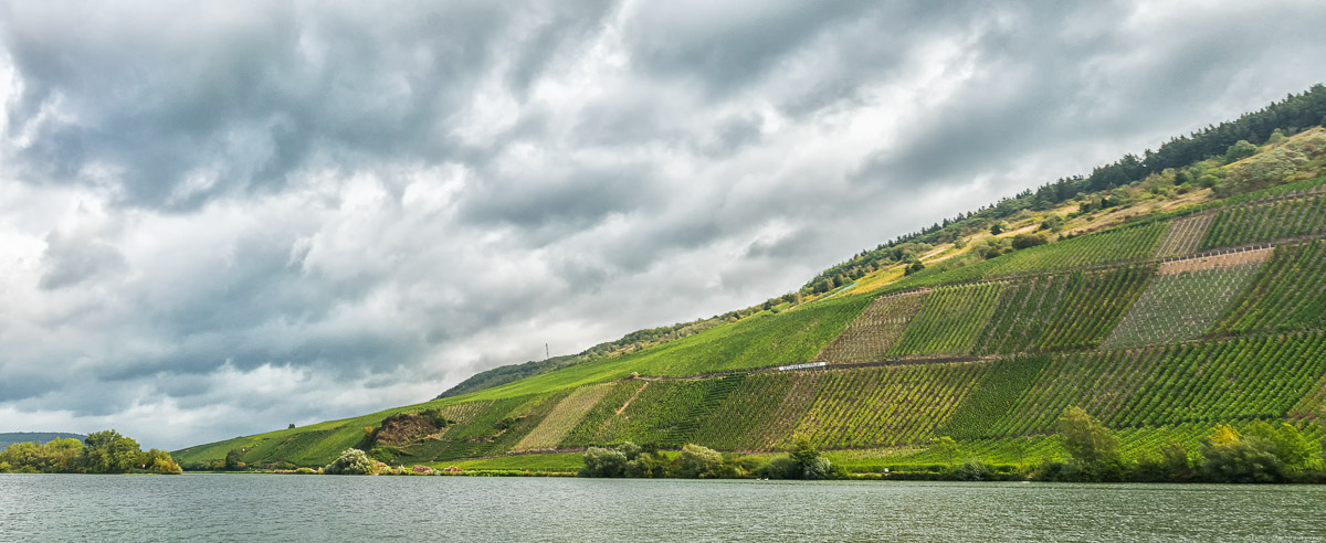 Man erblickt den Fluss im Vordergrund und den Weinberg Detzemer Maximiner Klosterlay am Ufer dahinter bei Regenwetter