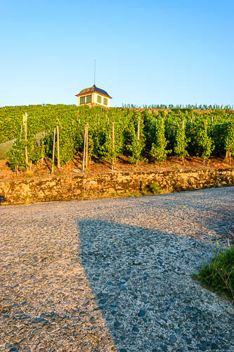 Vorne befindet sich ein Weg. Dahinter liegt ein Weinberg Mühlheimer Helenkloster mit Haus.