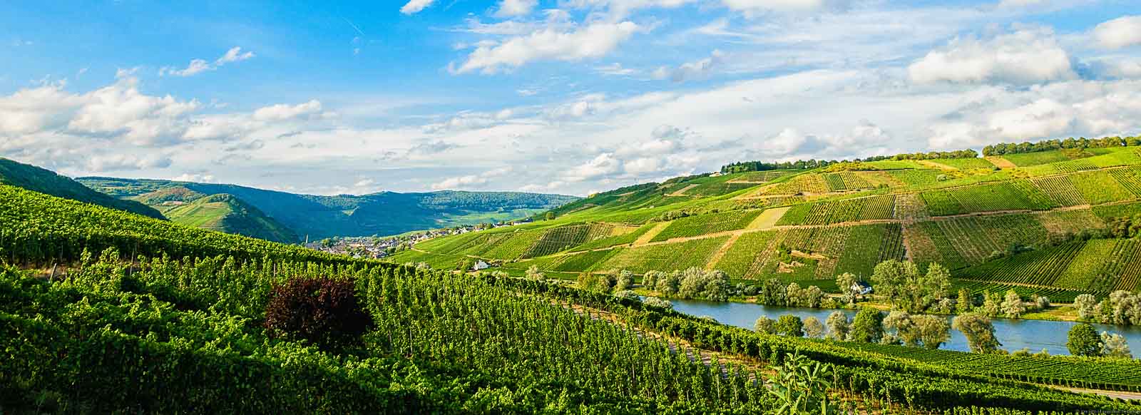 Der Fluss Mosel und der Weinberg Neumagener Engelgrube befinden sich am gegenüberliegenden Ufer des Betrachters. Im Hintergrund liegt der Ort Neumagen-Dhron. Am blauen Himmel sind zahlreiche Wolken.