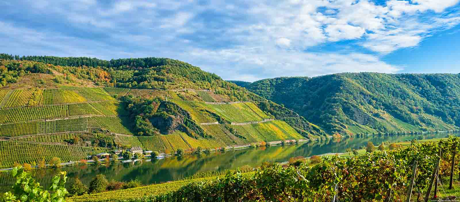 Im Moseltal fließt der Fluss. Überall sind die bunten herbstlichen Weinberge des Wintricher Ohligsberg erkennbar.