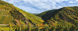 Die Weinberge des Wintricher Ohligsberg färben sich im Bild bunt im Herbst. Vorne fließt der Fluss Mosel. Am blauen Himmel sind Wolken.