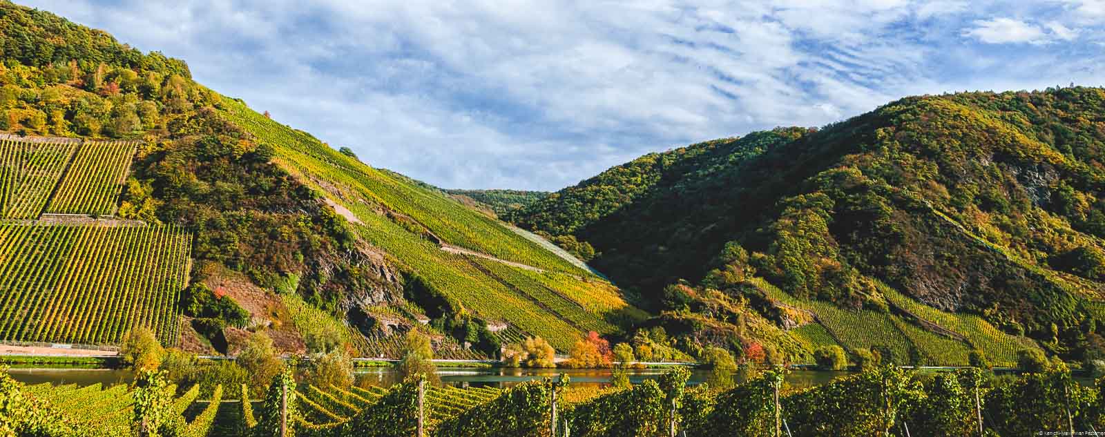 Die Weinberge des Wintricher Ohligsberg färben sich im Bild bunt im Herbst. Vorne fließt der Fluss Mosel. Am blauen Himmel sind Wolken.