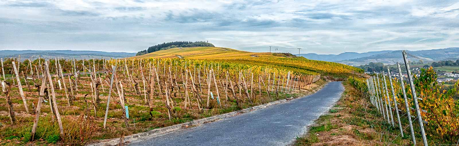 Weinberg Monzeler Paulinslay im bunten Herbst. Es führt ein Weg in den Weinberg. Der Himmel ist bewölkt.
