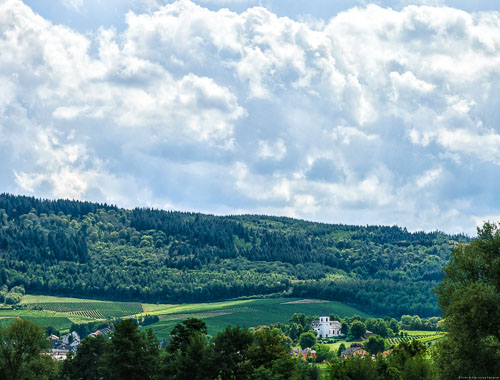 Man erkennt den Weinberg Rioler Römerberg und Wald beim Ort Riol. Daneben ist Wald um den Weinberg herum. Im Weinberg steht eine Kapelle. Am Himmel sind große Wolken.