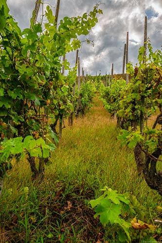 Alte begraste Rebzeilen beim Moselort Trittenheim