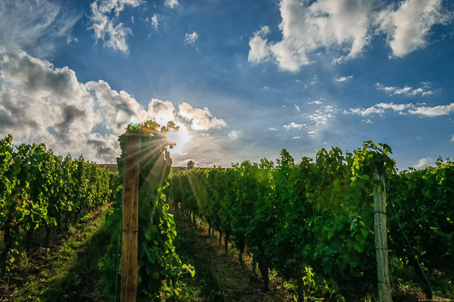 Diese Sonne strahlt die Riesling-Reben an