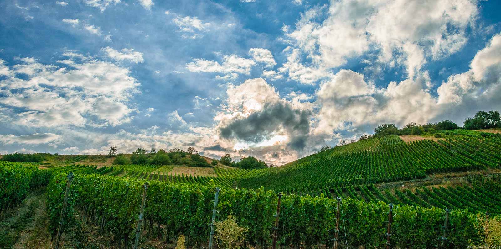 Sonnenuntergang am Weinberg. Der Hang ist steil.