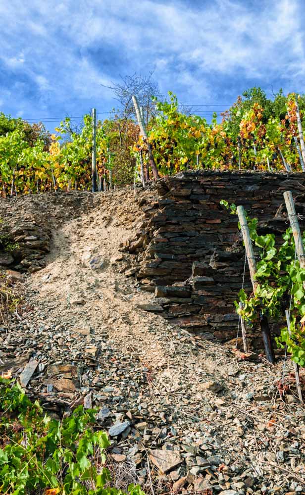eingebrochene Trockenmauer im Weinberg Walporzheimer Domlay; Rebstöcke oben und unten