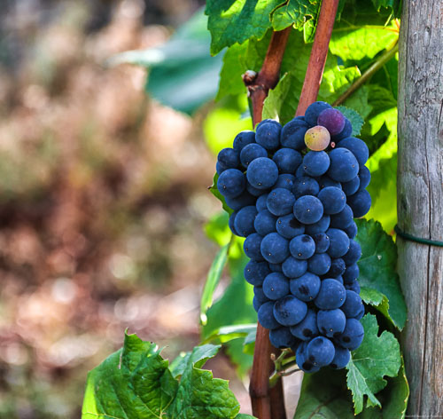 Spätburgunder-Traube an Rebstock im Weinberg Walporzheimer Domlay