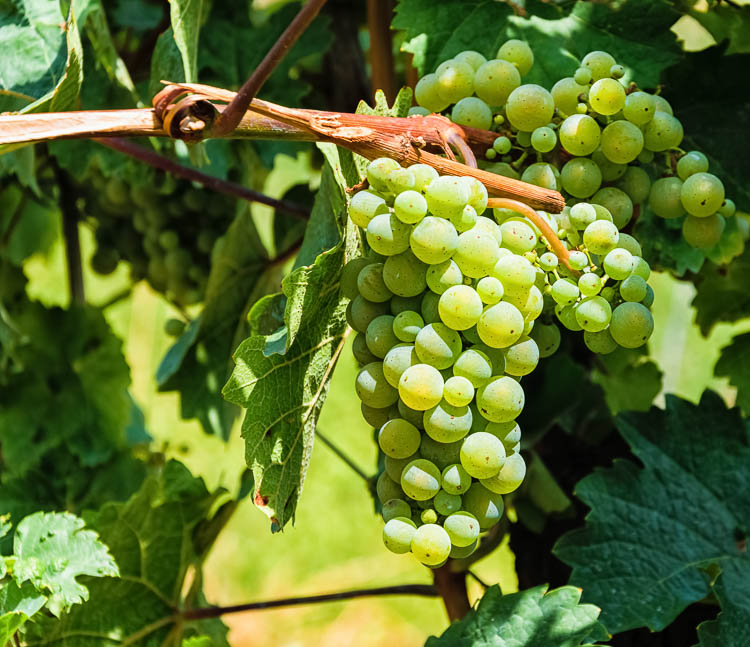 Riesling-Trauben am Longener Zellerberg