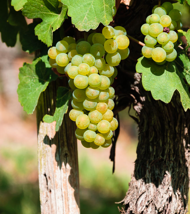 Riesling-Trauben an Rebstock